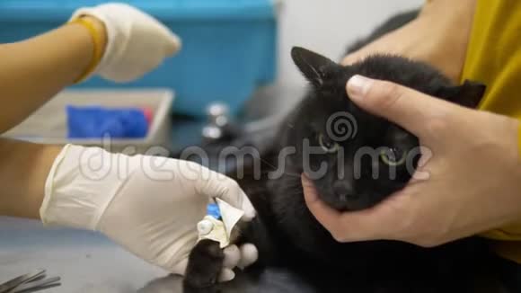 医生把一只猫的滴管放进兽医诊所视频的预览图