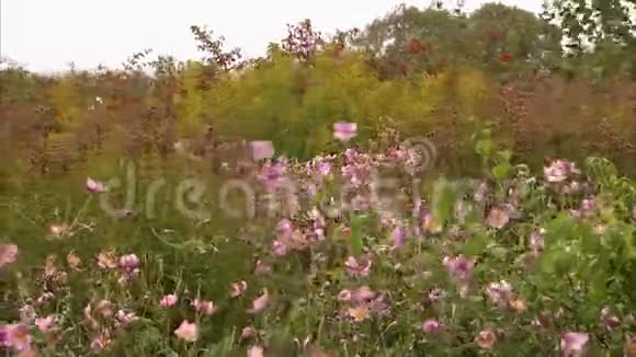 许多植物和花在风中飘扬视频的预览图