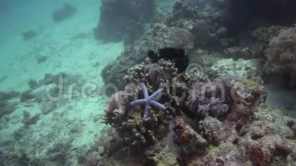 巨大的蛙鱼猫猫马海星视频的预览图