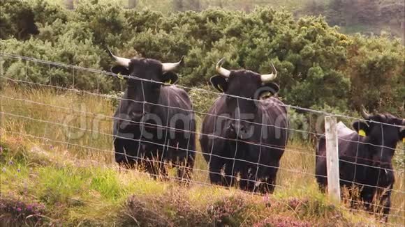 三头黑奶牛盯着摄像机视频的预览图
