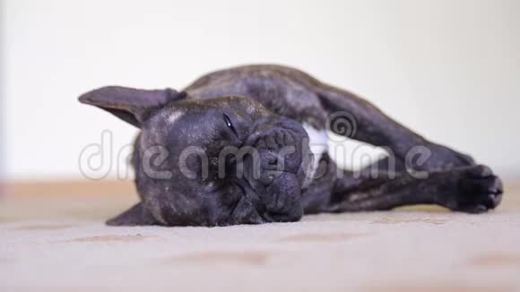 小狗黑躺在房间里的垫子上睡觉视频的预览图