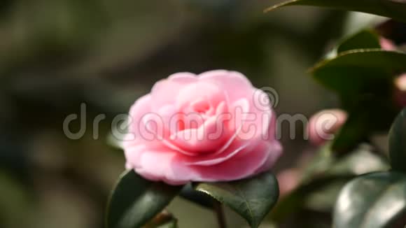 春季系列花卉微风中的粉红色山茶花山茶从离焦到聚焦花卉近景视频的预览图
