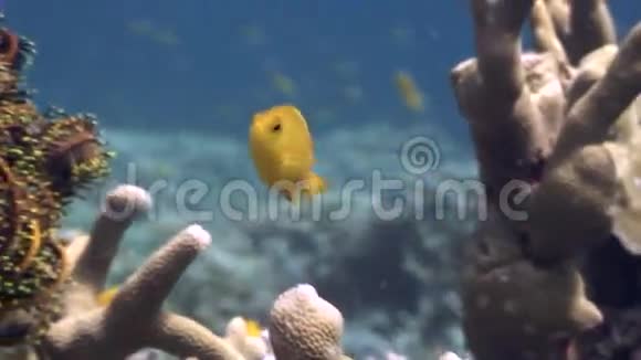 在菲律宾野生动物海洋中珊瑚海中的黄鱼靠近水下视频的预览图