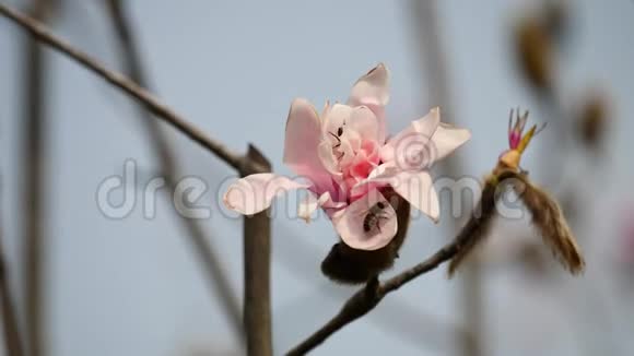 春天的花朵系列微风中粉红玉兰的花朵春天盛开的木兰树上面有蜜蜂视频的预览图