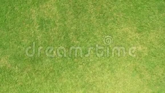 田间幼嫩绿色小麦的背景麦田的气射纹理视频的预览图