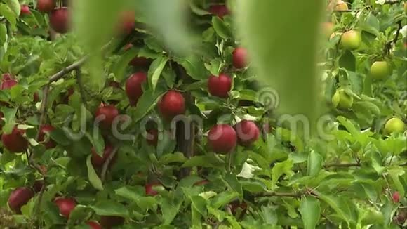 一棵树上满是成熟的红苹果视频的预览图