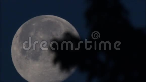 月亮在移动有树叶视频的预览图