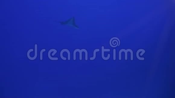 鹰雷星盘或白斑海雷游泳与深海滑翔视频的预览图