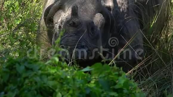 印度犀牛独角兽也叫大一角犀牛站在高高的草地上视频的预览图