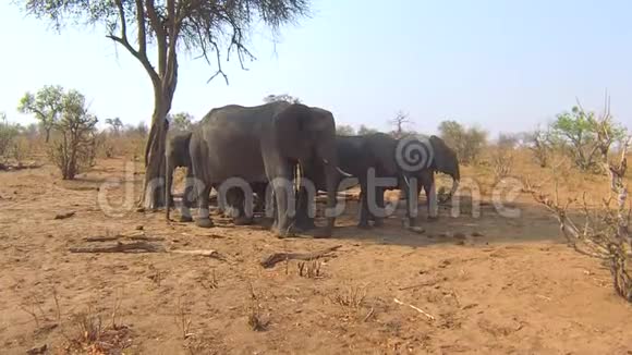 博茨瓦纳Chobe国家公园的大象视频的预览图