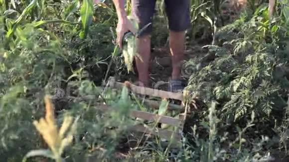 年轻的农民收割甜玉米把它放进木箱里视频的预览图