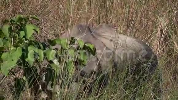 印度犀牛独角兽也叫大一角犀牛站在高高的草地上视频的预览图