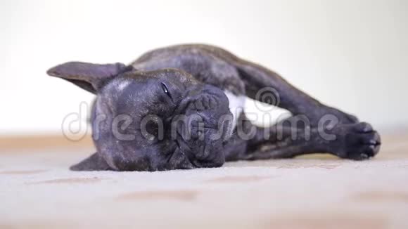 小狗黑躺在房间里的垫子上睡觉视频的预览图