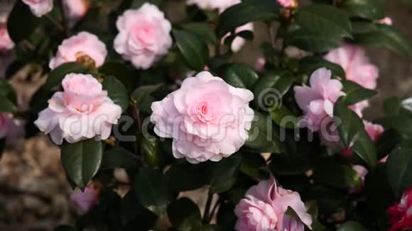 春季系列花卉微风中的粉红色山茶花山茶花放大视频特写4K电影视频的预览图
