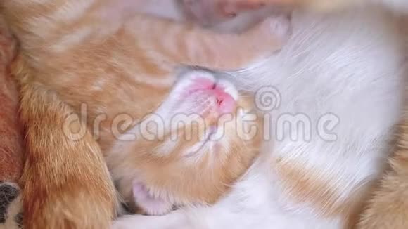 与母亲和兄弟躺在巢里的小猫闭上眼睛非常可爱视频的预览图