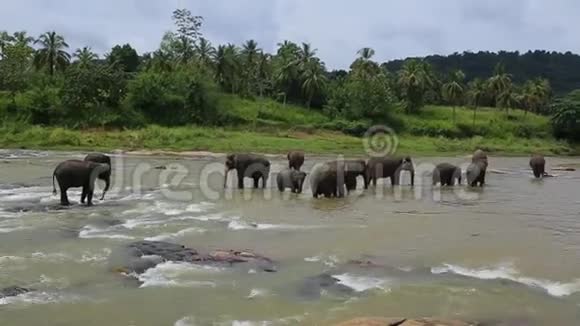 印度大象在一个浇水的地方视频的预览图