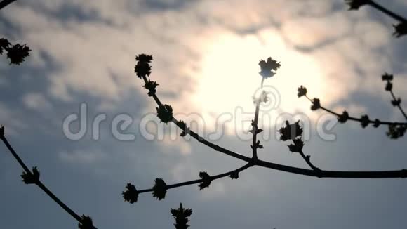 春天开花的树春天花朵美丽的柔和焦点镜头太阳的光芒穿过视频的预览图