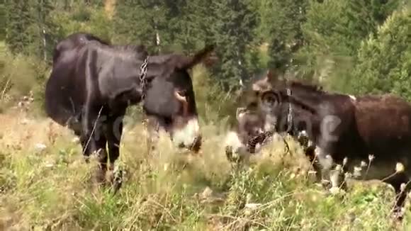 两只骡子在高山牧场放牧视频的预览图