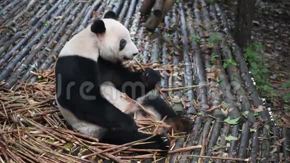 大熊猫吃竹子特写视频的预览图