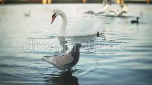 天鹅在城市公园的池塘里游泳视频的预览图