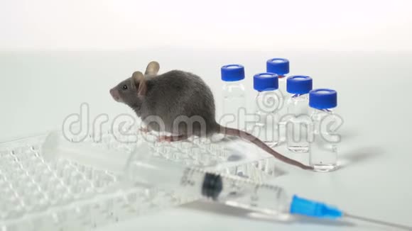 灰色实验室小鼠免疫片注射器和小瓶视频的预览图