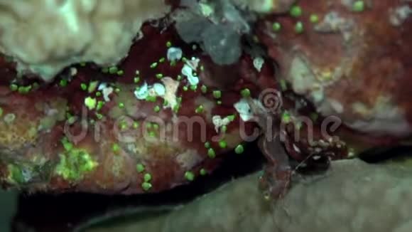 苏丹红海珊瑚绿眼舞虾视频的预览图