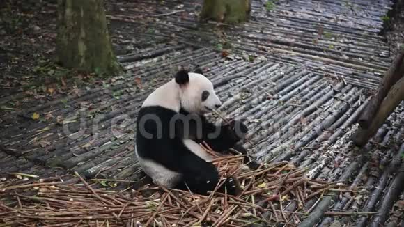 大熊猫吃竹子特写视频的预览图