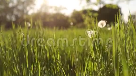 镜头在美丽的草地上穿过白色的蒲公英花和清新的春天绿草蒲公英植物视频的预览图