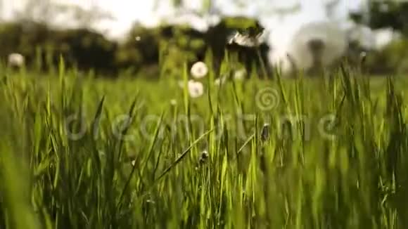 镜头在美丽的草地上穿过白色的蒲公英花和清新的春天绿草蒲公英植物视频的预览图