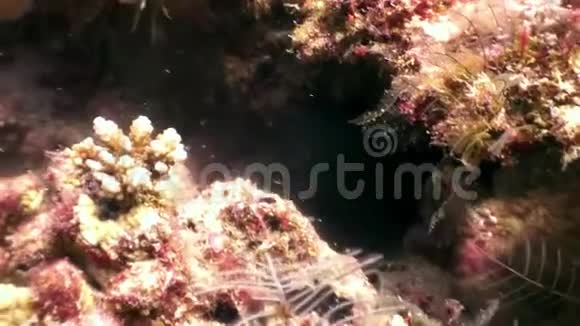 在马尔代夫的海底黑鳗捕食捕食的鱼类食物视频的预览图