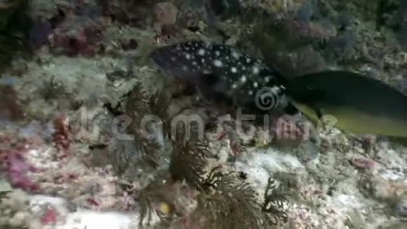 在马尔代夫海底背景下发现了隐藏在珊瑚中的黑鱼视频的预览图