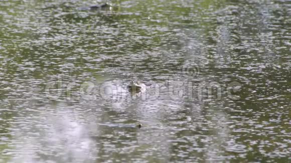 青蛙坐在水里视频的预览图