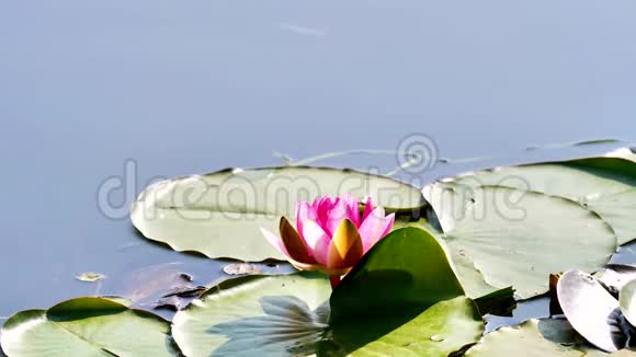 夏季花卉系列美丽的粉红色睡莲在池塘与绿叶4k电影慢动作视频的预览图
