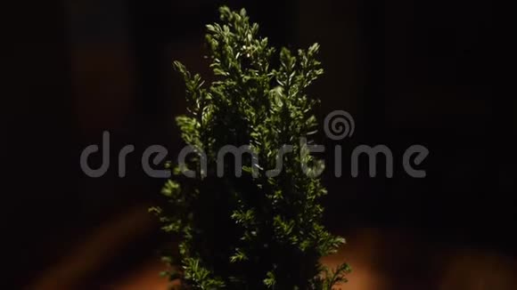 站在木桌上的一个罐子里的漂亮的小圣诞杜松子框架室内异国植物视频的预览图