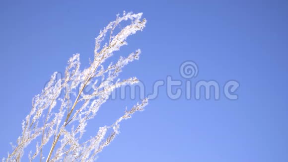 在阳光明媚的冬日雪片覆盖在明亮的蓝天上视频的预览图
