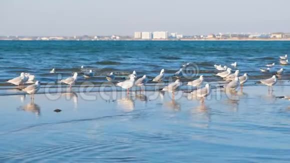 海浪中沙滩上的海鸥远处的沿海城镇视频的预览图