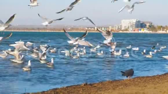 海浪中沙滩上的海鸥远处的沿海城镇视频的预览图