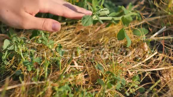 菟丝子寄生植物菟丝子生长在三叶草枝上视频的预览图
