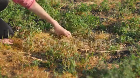 菟丝子属寄生植物菟丝子生长在三叶草枝上视频的预览图