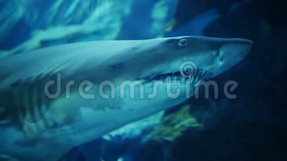 水下水族馆迪拜购物中心的鲨鱼视频的预览图