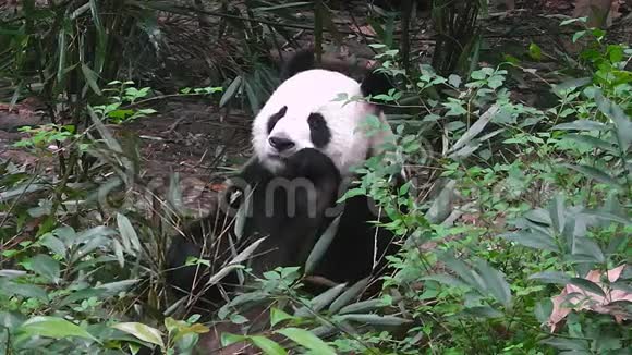 大熊猫早上吃竹子视频的预览图