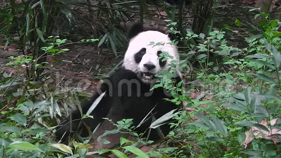 大熊猫早上吃竹子视频的预览图