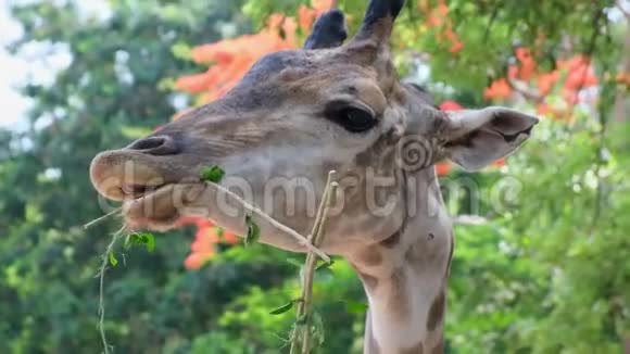 可爱的长颈鹿在咀嚼食物时露出怀疑的面孔动物的概念视频的预览图