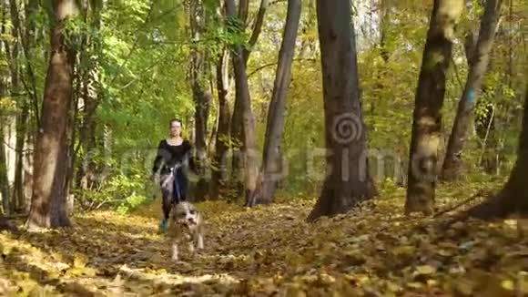 在秋天的森林里与美国斯塔福德郡的犬杂交视频的预览图