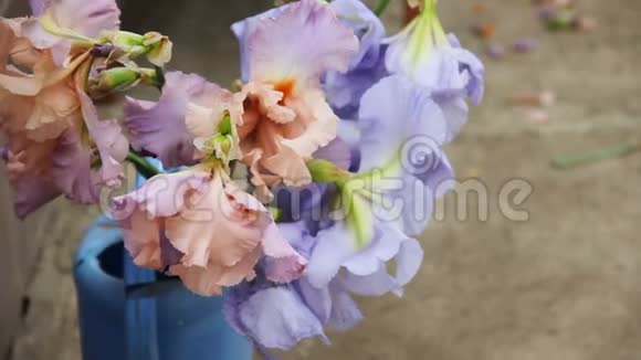 美丽的粉红色紫色和蓝色的鸢尾花盛开花束在室外的蓝色花园浇水罐里关门视频的预览图