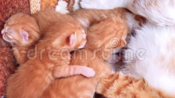 与母亲和兄弟躺在巢里的小猫闭上眼睛非常可爱视频的预览图