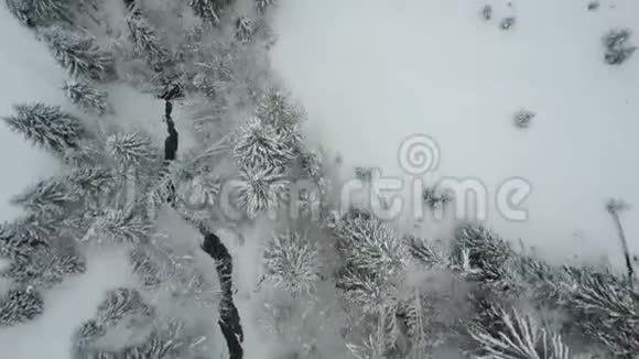 鸟瞰冬季云杉雪林低飞过一条被雪覆盖的河流和松树野生动物的美丽视频的预览图