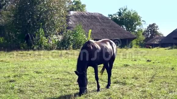 在农村放牧的黑马视频的预览图