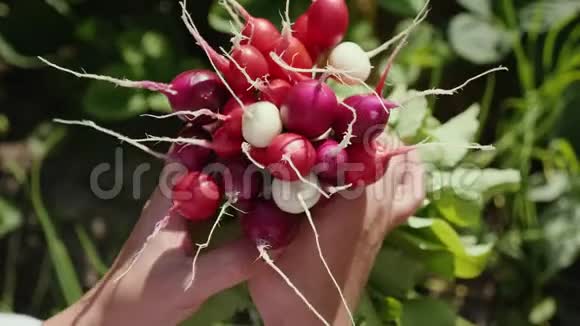 新鲜的有机萝卜厨房花园的作物视频的预览图