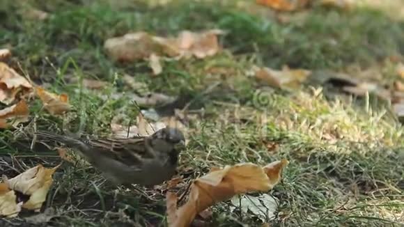 小麻雀寻找食物在绿草中跳跃环境保护视频的预览图